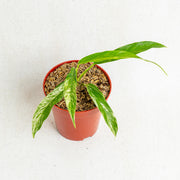 Rhaphidophora Megasperma Variegated - Aroidasia