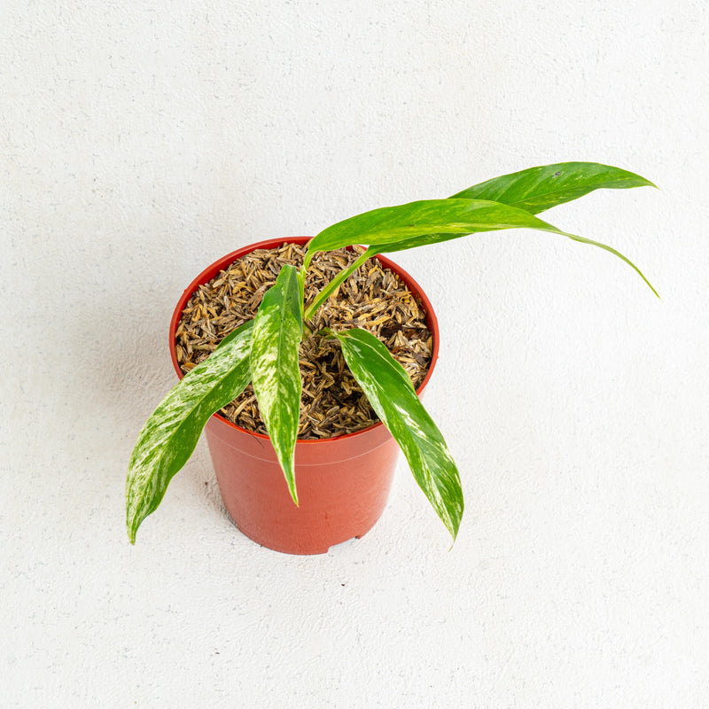 Rhaphidophora Megasperma Variegated - Aroidasia