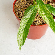 Rhaphidophora Megasperma Variegated - Aroidasia