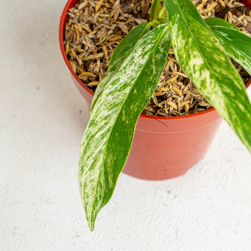 Rhaphidophora Megasperma Variegated - Aroidasia