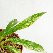 Rhaphidophora Megasperma Variegated - Aroidasia