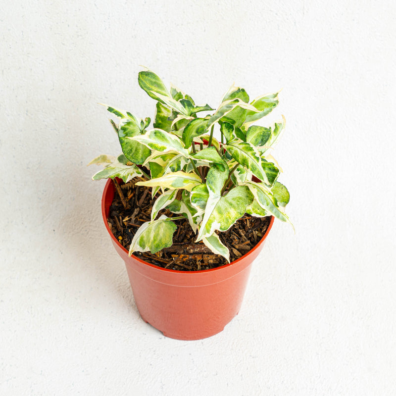 Syngonium t25 - Aroidasia