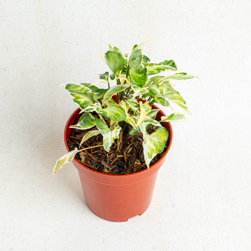 Syngonium t25 - Aroidasia