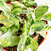 Syngonium t25 - Aroidasia