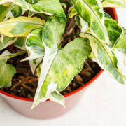 Syngonium t25 - Aroidasia