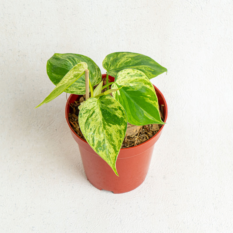 Philodendron Hederaceum Variegated