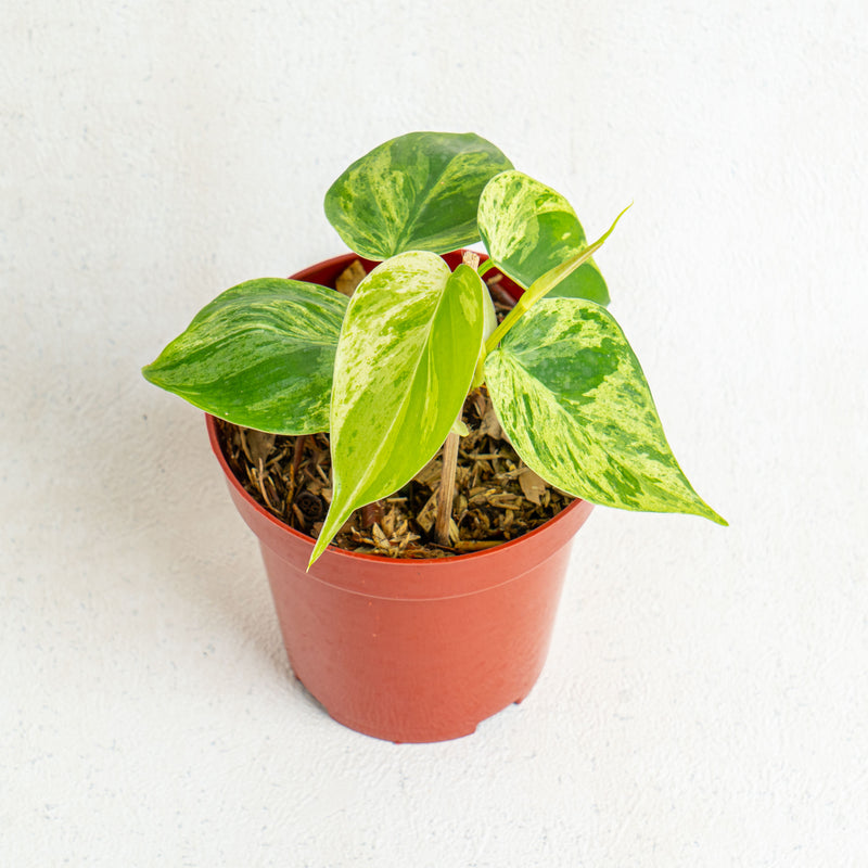 Philodendron Hederaceum Variegated