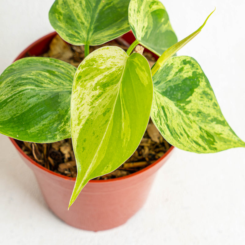 Philodendron Hederaceum Variegated