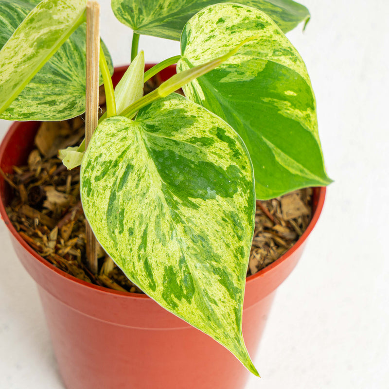 Philodendron Hederaceum Variegated