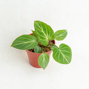 Philodendron gloriosum white veins - Aroidasia