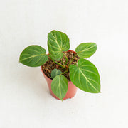 Philodendron gloriosum white veins - Aroidasia