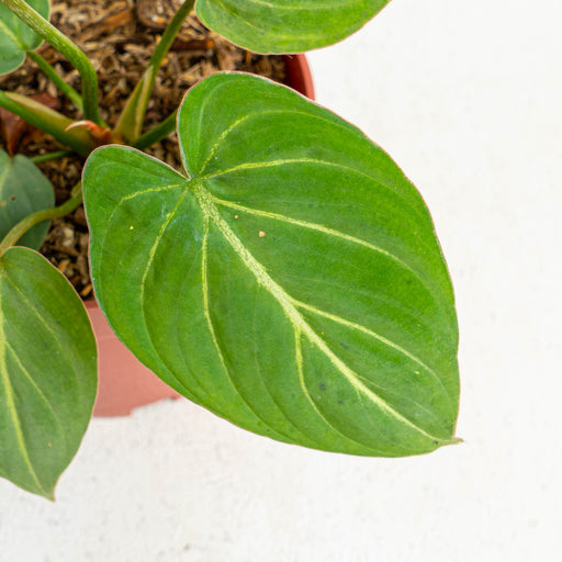 philodendron green leaves white veins Philodendron Gloriosum White Veins — Aroidasia