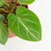 Philodendron gloriosum white veins - Aroidasia