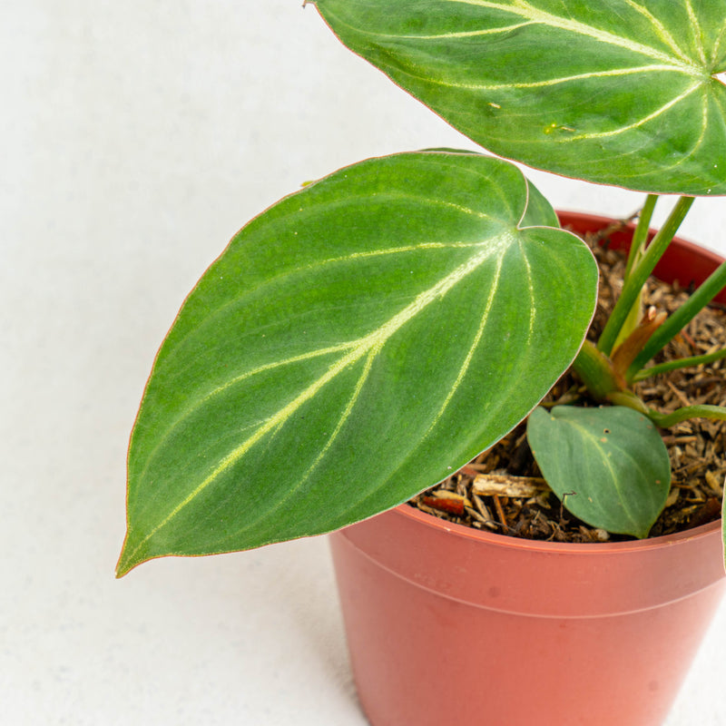Philodendron gloriosum white veins - Aroidasia