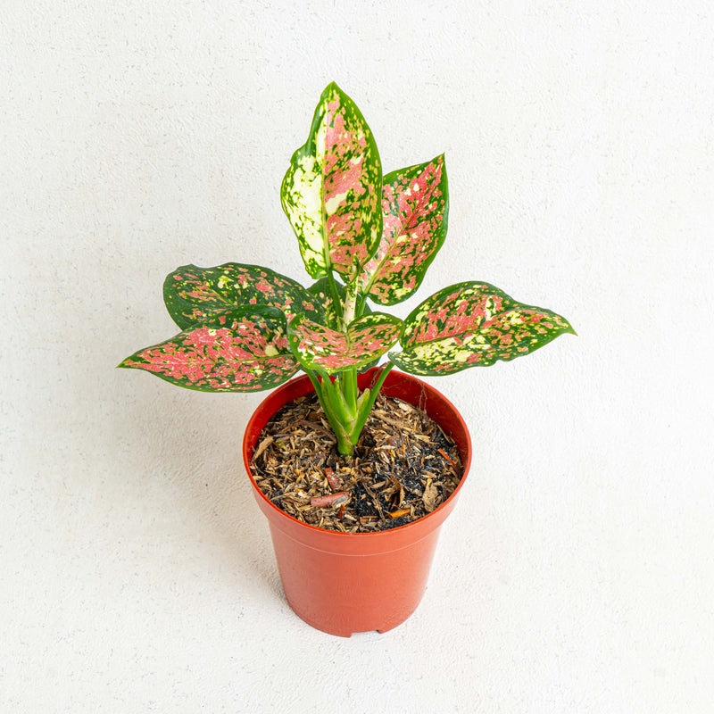 Aglaonema Tricolor - Aroidasia