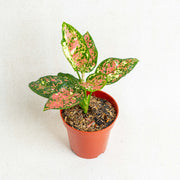 Aglaonema Tricolor - Aroidasia