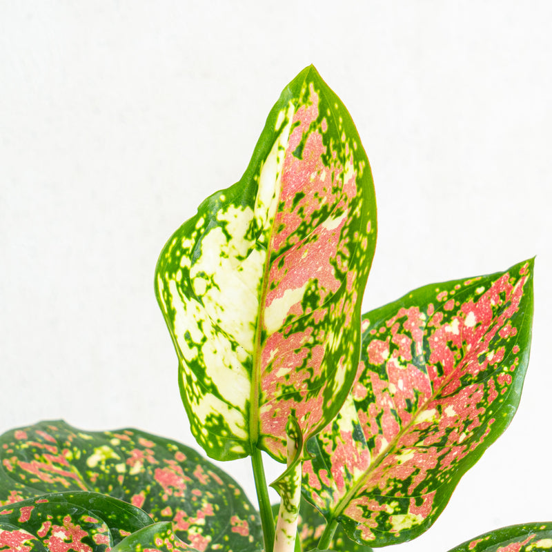 Aglaonema Tricolor - Aroidasia
