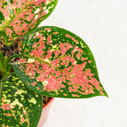 Aglaonema Tricolor - Aroidasia