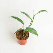 Epipremnum amplissimum silver streak