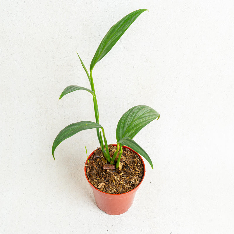 Epipremnum amplissimum silver streak