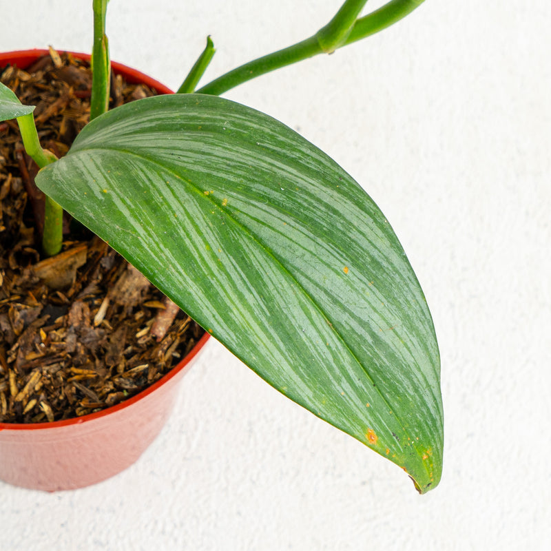 Epipremnum Amplissimum Silver Streak