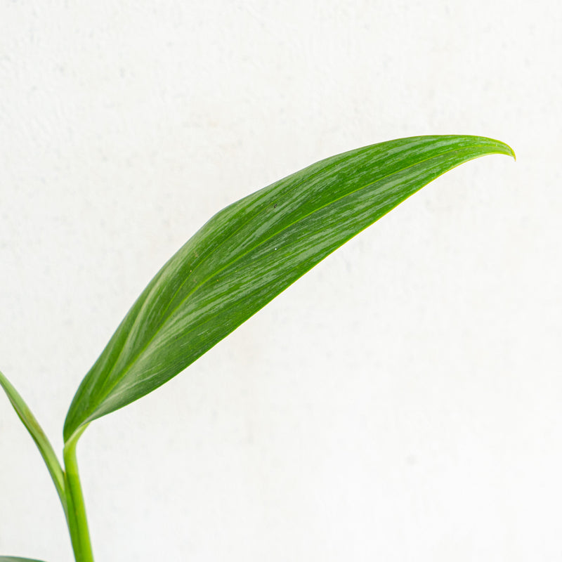 Epipremnum amplissimum silver streak