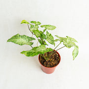 Syngonium freckles - Aroidasia