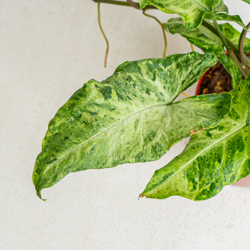Syngonium freckles - Aroidasia