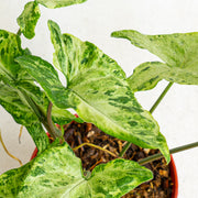 Syngonium freckles - Aroidasia