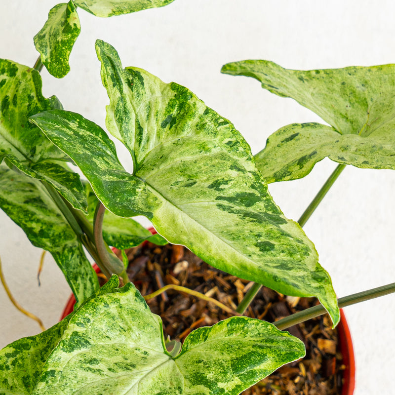 Syngonium freckles - Aroidasia
