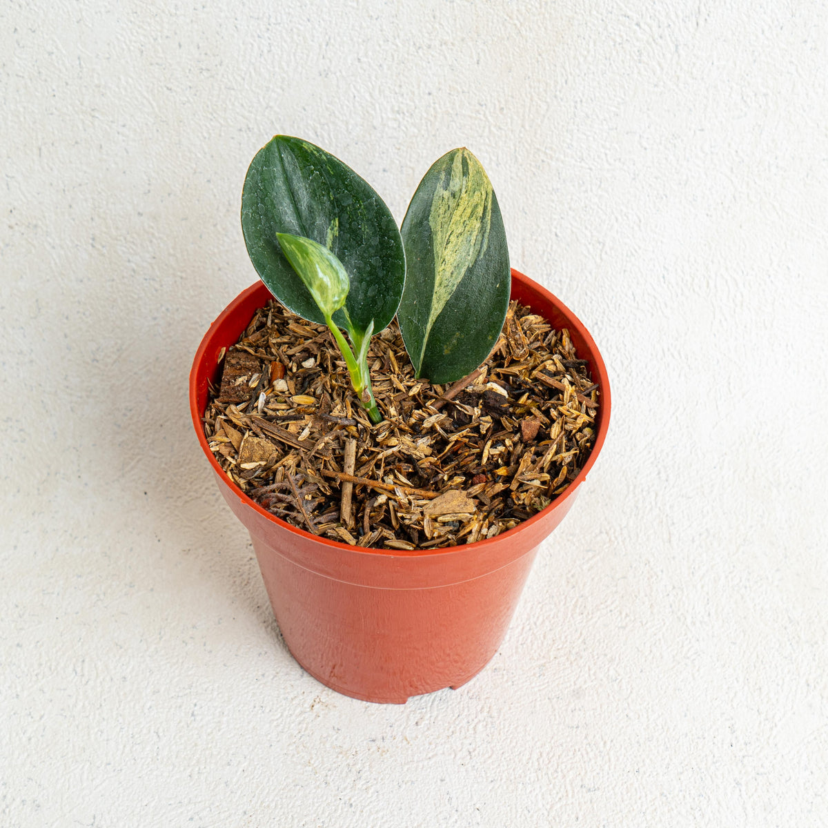 Scindapsus Treubii Black Variegated
