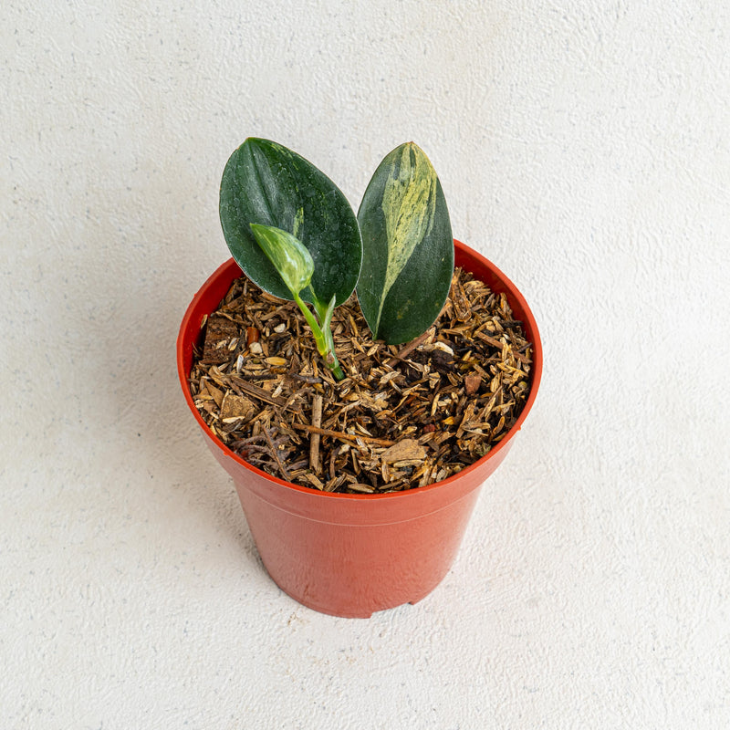 Scindapsus treubii black variegated - Aroidasia