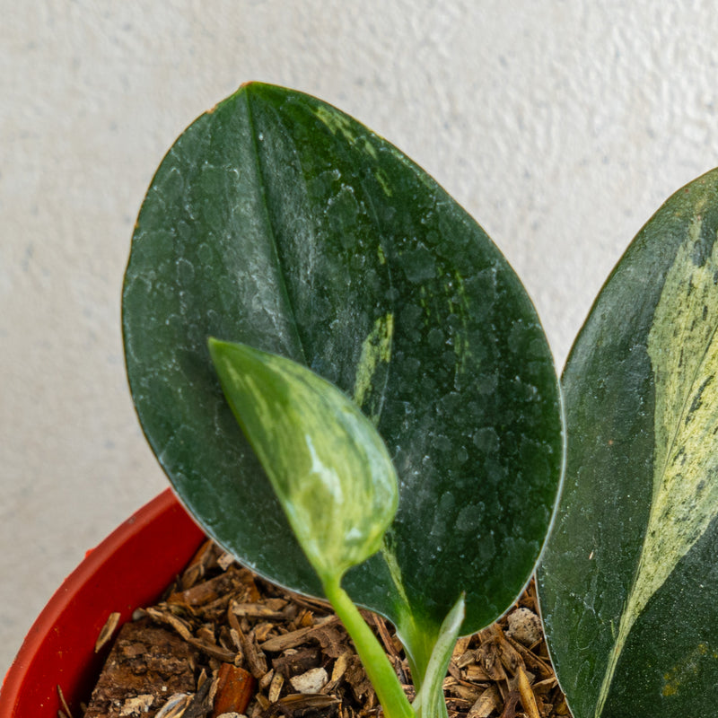 Scindapsus treubii black variegated - Aroidasia