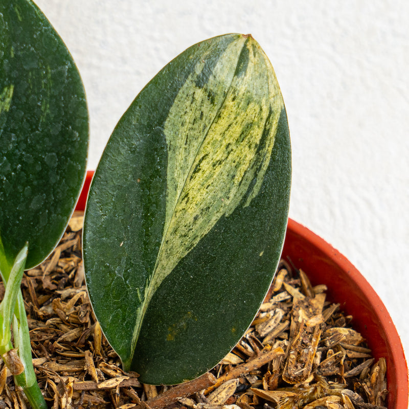 Scindapsus treubii black variegated - Aroidasia
