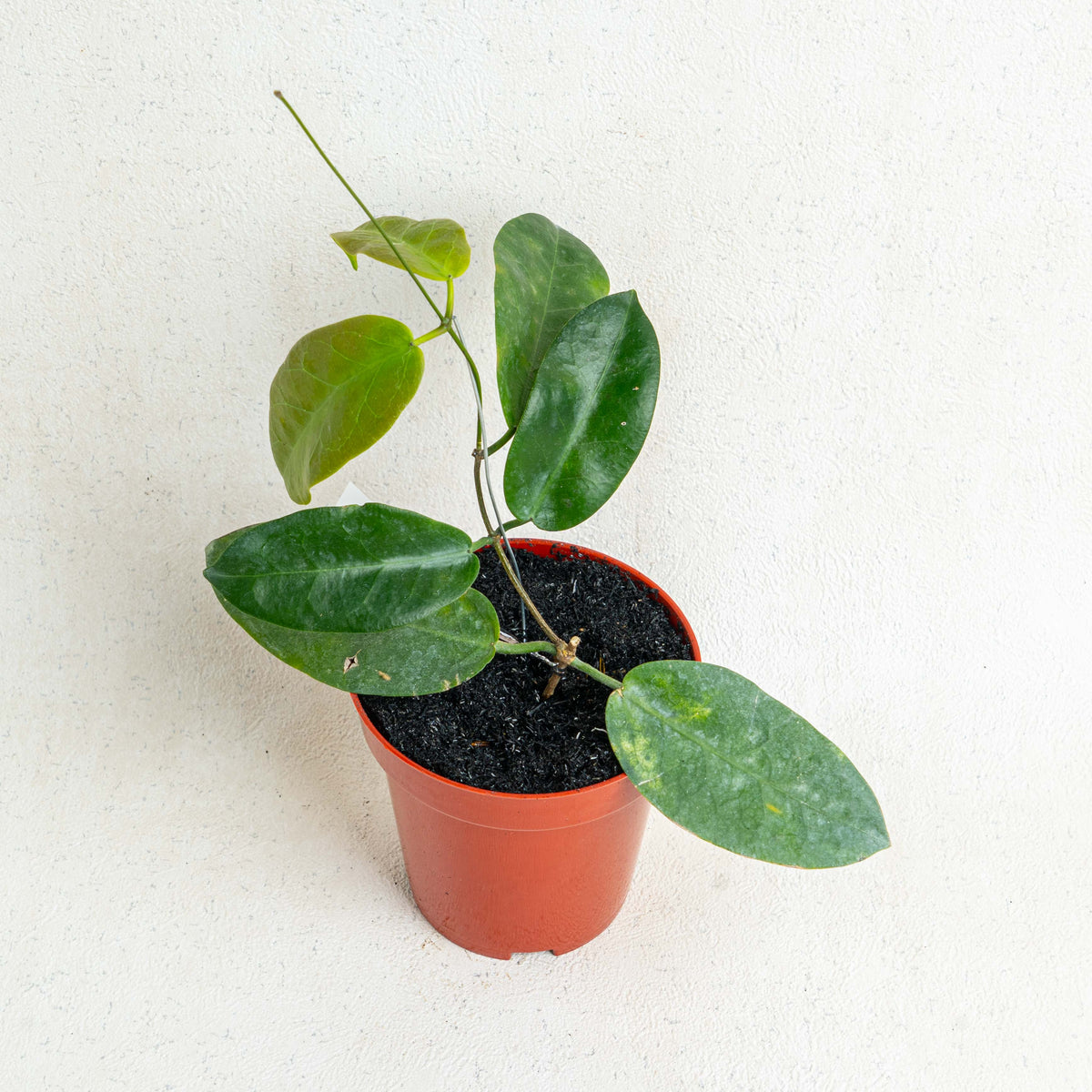 Hoya Piestolepis — Aroidasia