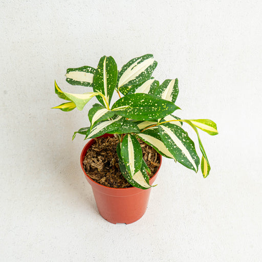 dracaena milky way plant Dracaena Surculosa 'Milky Way' — Aroidasia