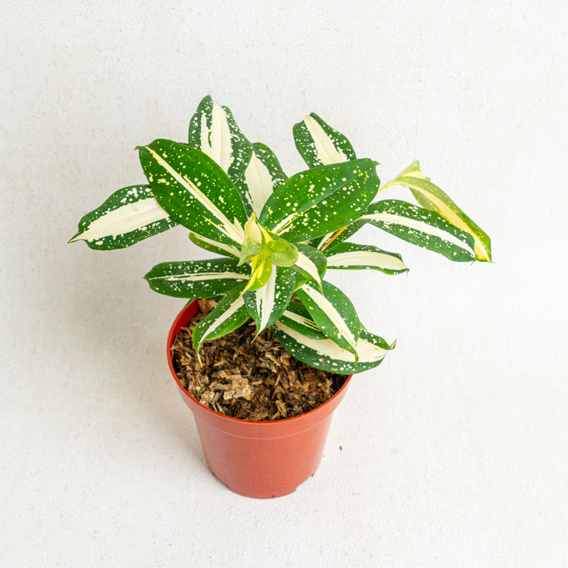 Dracaena Surculosa 'Milky Way'