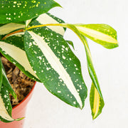 Dracaena Surculosa 'Milky Way'