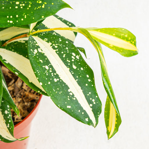 dracaena milky Dracaena Surculosa 'Milky Way' — Aroidasia