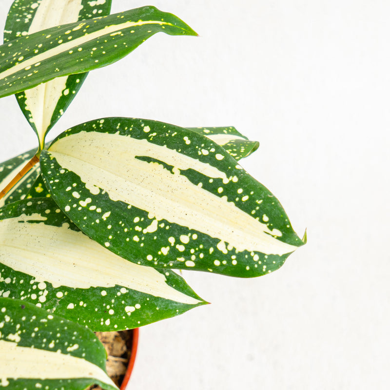 Dracaena Surculosa 'Milky Way'