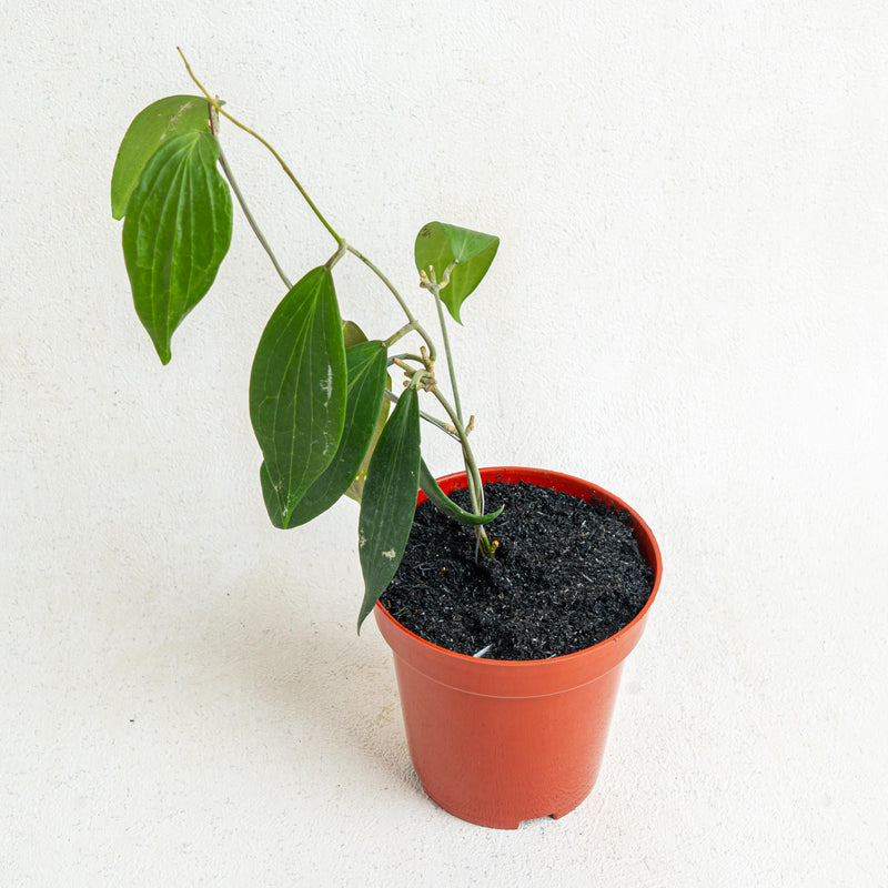 Hoya Nicholsoniae SP Sulawesi