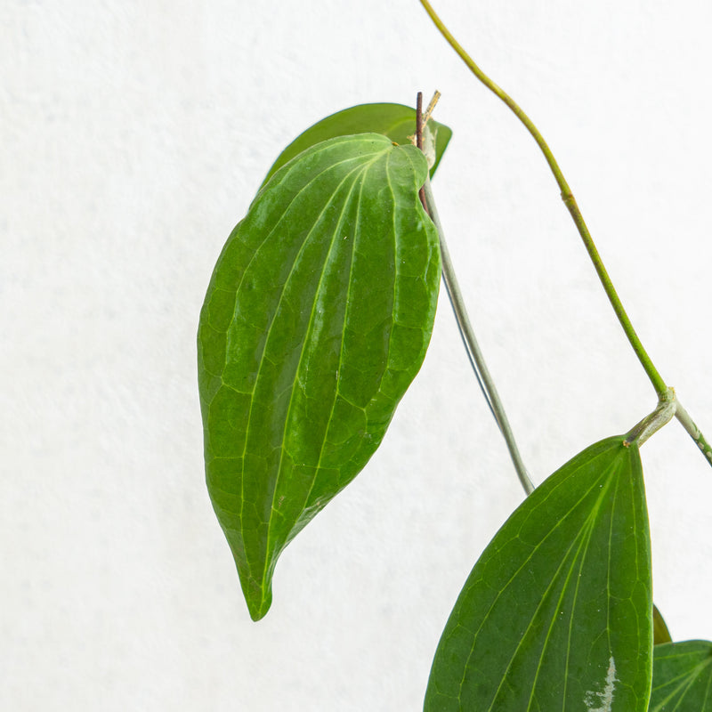 Hoya Nicholsoniae SP Sulawesi