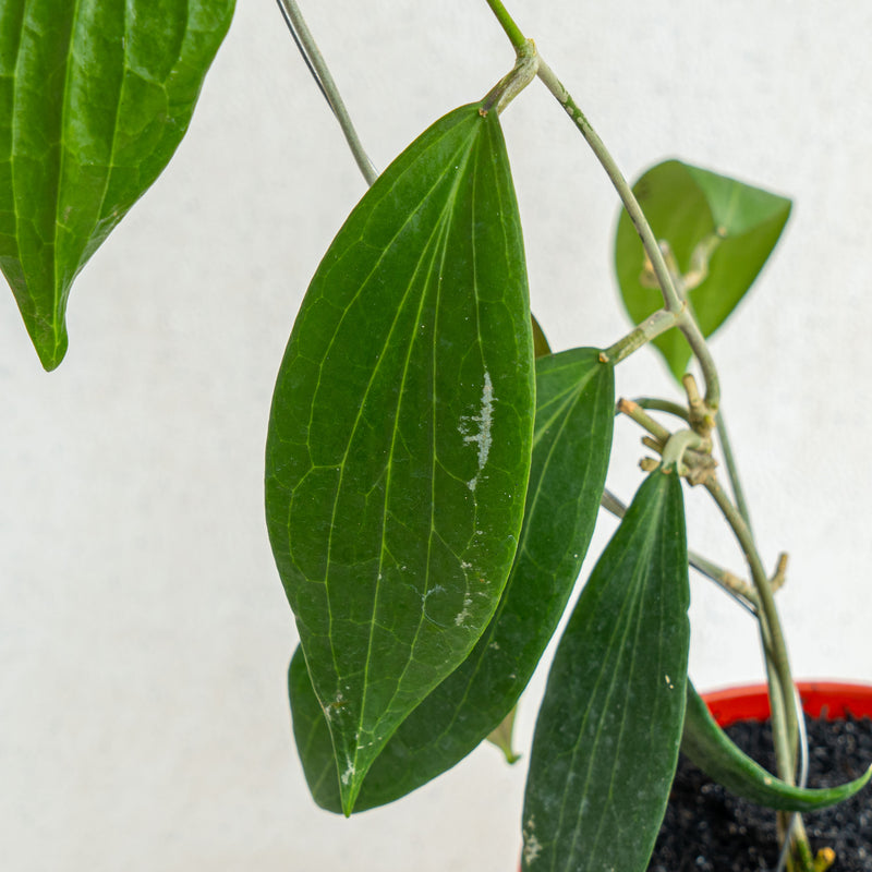 Hoya Nicholsoniae SP Sulawesi