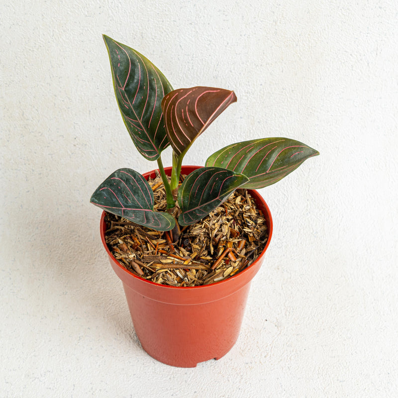 Aglaonema rutondum Sp aceh - Aroidasia