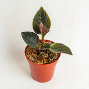 Aglaonema rutondum Sp aceh - Aroidasia