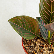 Aglaonema rutondum Sp aceh - Aroidasia