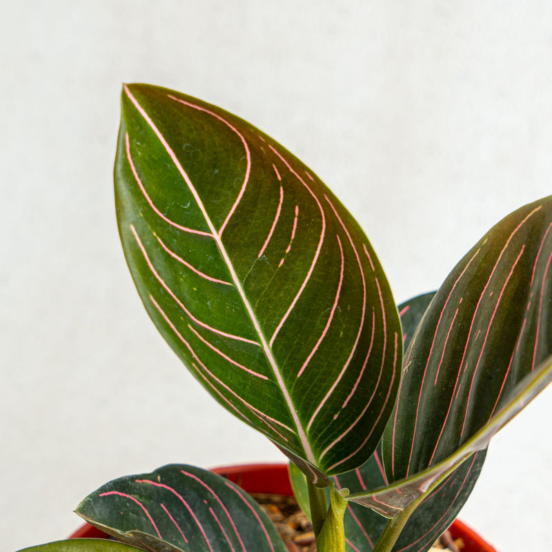 Aglaonema rutondum Sp aceh - Aroidasia