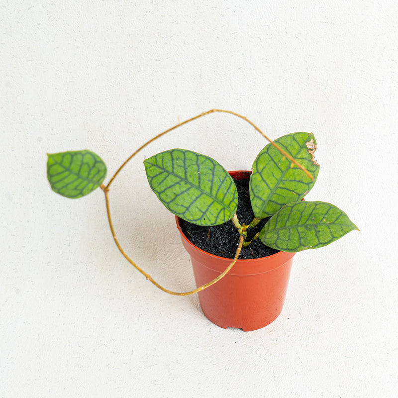 Hoya Ranauensis - Aroidasia