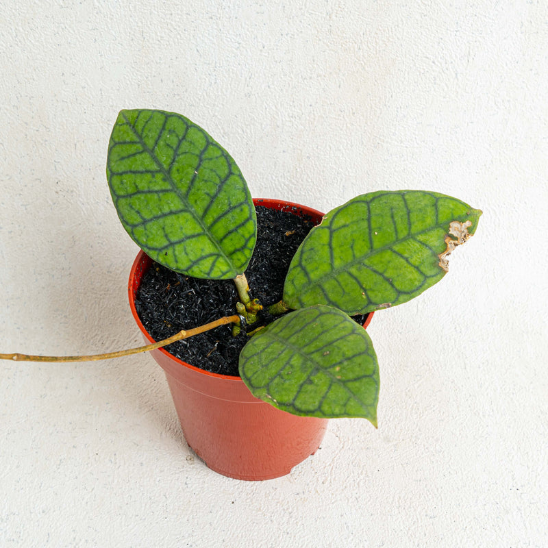 Hoya Ranauensis - Aroidasia