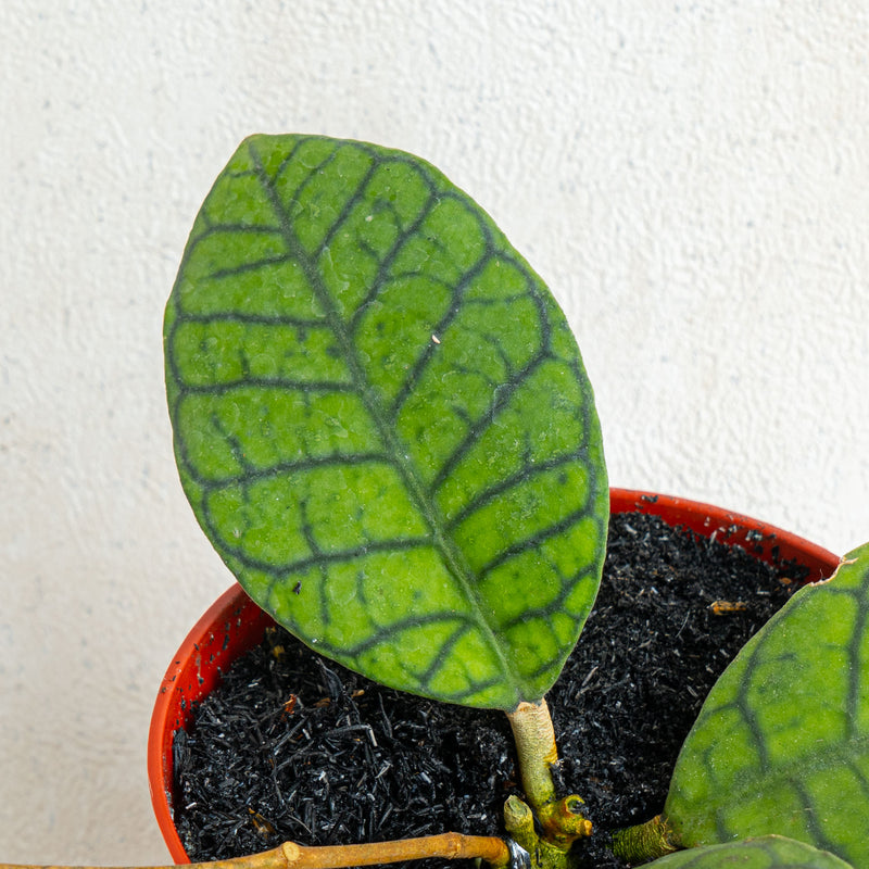 Hoya Ranauensis - Aroidasia